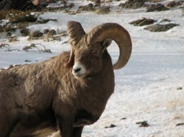 Goat big Horn horn about Banff  Alberta Banff National Park
